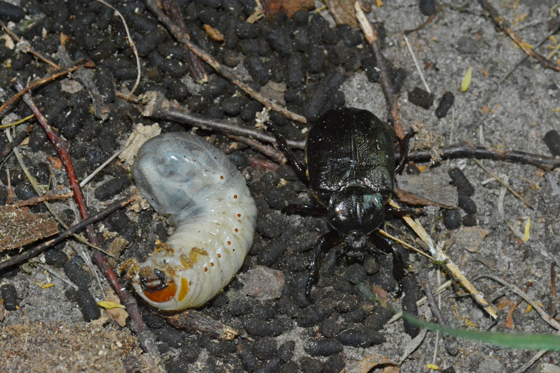 pachnica larwa