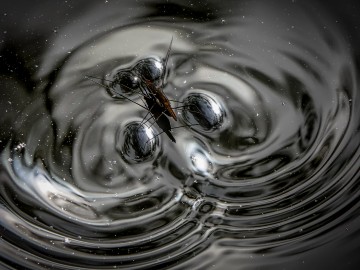 Konkurs Fotograf Roku Związku Polskich Fotografów Przyrody 2022, Małgorzata Szafrańska-Kuhn, 