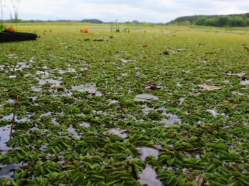 Masowy pojaw Salwinii pływającej w wodach Zalewu Sulejowskiego, 