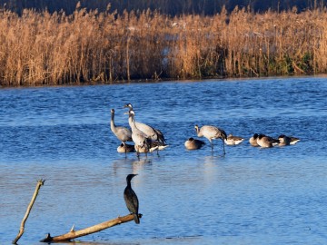 Monitoring Zimujących Ptaków Wodnych na Zbiorniku Sulejowskim – 2025, 