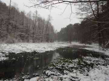 Ptasie przedwiośnie w Spalskim Parku Krajobrazowym, <p>starorzecze pod Brzustowem </p>