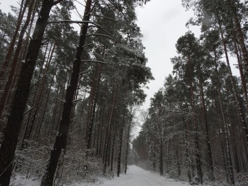 Ptasie przedwiośnie w Spalskim Parku Krajobrazowym, 