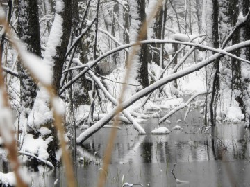 Ptasie przedwiośnie w Spalskim Parku Krajobrazowym, <p>Zakamuflowany żuraw w zalanych olsach w rez. Żądłowice</p>