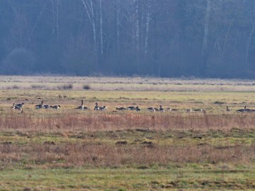 Zimowe Ptakoliczenie w Spalskim PK – 2025, <p>gęgawy</p>