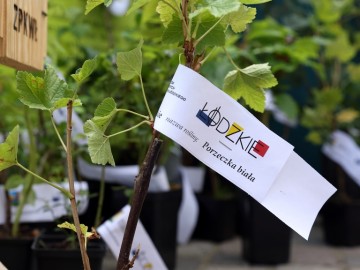 ZPKWŁ na Dniach Przedborza 2025, 