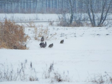 Kuropatwy w Spalskim PK, <p>Kuropatwy na łąkach pod Luboczą</p>