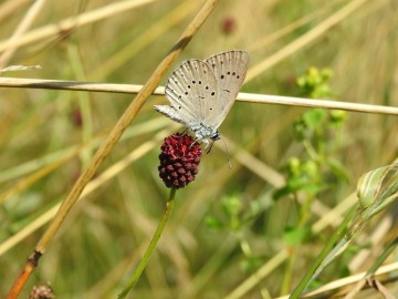 Monitoring chronionych motyli na terenie Spalskiego Parku Krajobraowego, <p>modraszek telejus</p>