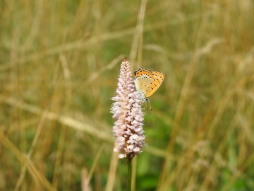 Monitoring chronionych motyli na terenie Spalskiego Parku Krajobraowego, <p>czerowończyk fioletek na kwiatostanie rdestu wężownika</p>