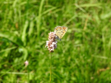 Monitoring chronionych motyli na terenie Spalskiego Parku Krajobraowego, <p>czerwończyk uroczek</p>