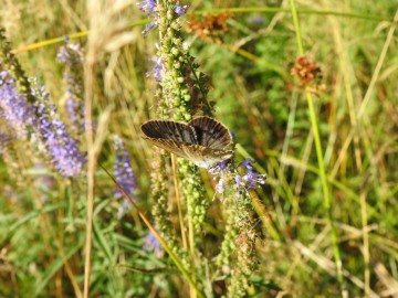 Monitoring chronionych motyli na terenie Spalskiego Parku Krajobraowego, <p>modraszek telejus</p>
