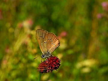 Monitoring chronionych motyli na terenie Spalskiego Parku Krajobraowego, <p>modraszek nausitous</p>