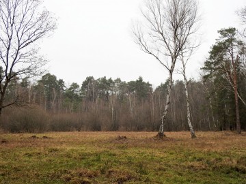 Ochrona czarcikęsika Kluka w Spalskiem PK – etap IV, <p>Grudzień 2020.</p>