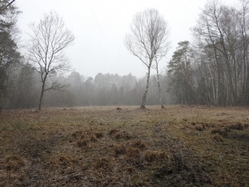 Ochrona czercikęsika Kluka w Spalskiem PK - etap II, 