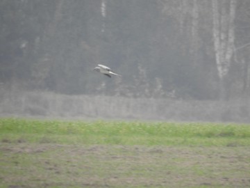 Samiec błotniaka zbożowego, Spalski PK, Szymon Kielan