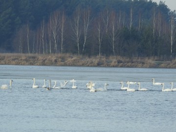 Ptakoliczenie w Sulejowskim PK 2020, <p>Łabędzie krzykliwe i łabędzie nieme.</p>