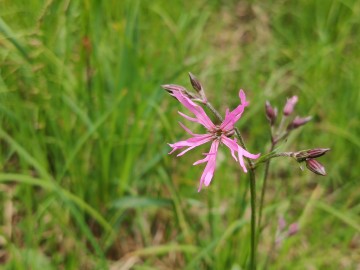 Firletka poszarpana (Silene flos-cuculi) typowa roślina łąkowa, <p>fot. Sebastian Piskorski</p>