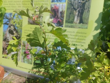 Relacja z Majówki w Ogrodzie Botanicznym, 