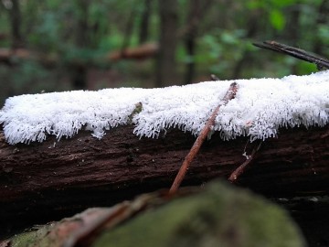 Śluzek krzaczkowaty (Ceratiomyxa fruticulosa), <p>fot. Sebastian Piskorski</p>