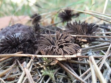 Paździorek ciemny (Stemonitis fusca) - dojrzałe zarodnie, <p>fot. Sebastian Piskorski</p>