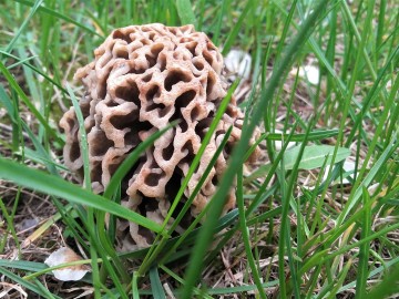 Smardz jadalny (Morchella esculenta), <p>Sebastian Piskorski</p>