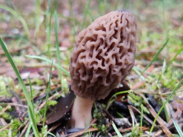 Smardz stożkowaty (Morchella conica), <p>Sebastian Piskorski</p>