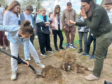 Sad tradycyjny przy SP Niesułków (gm. Stryków), 