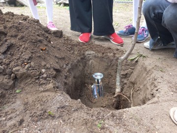 Sad tradycyjny przy SP Niesułków (gm. Stryków), 