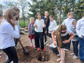 Sad tradycyjny przy SP Niesułków (gm. Stryków), 