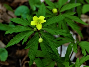 Zawilec żółty (Anemone ranunculoides), <p>Sebastian Piskorski</p>