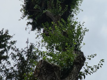 Wyniki VIII Międzynarodowego Spisu Bociana Białego – gmina Wierzchlas oraz gmina Pątnów, <p>K. Kierniakiewicz</p>