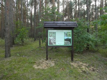 Tablica przy pomniku przyrody Góra Świętej Genowefy, <p>K. Kierniakiewicz</p>