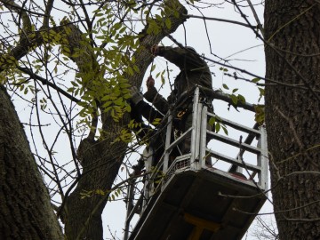 Pielęgnacja jesionu wyniosłego w Strońsku, K. Kierniakiewicz